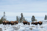 American bison