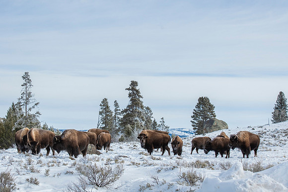 American bison