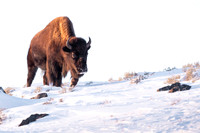 American bison