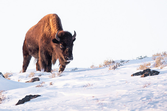 American bison
