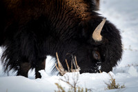 American bison