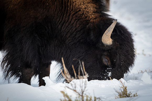 American bison