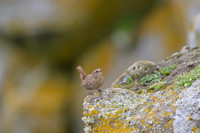 Pacific Wren