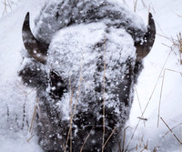 American bison