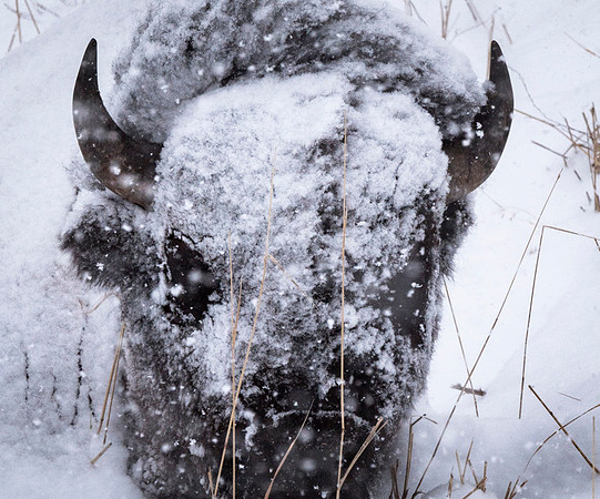 American bison