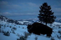 American bison