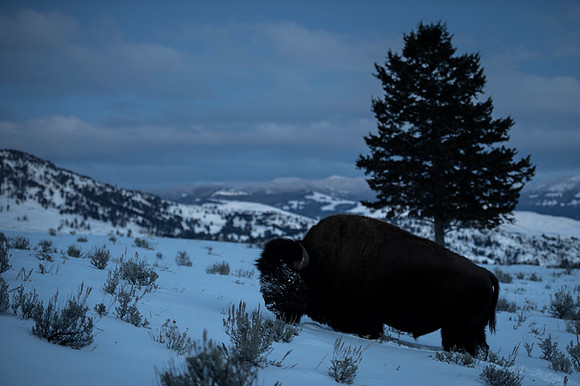 American bison
