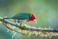 Red-headed Barbet