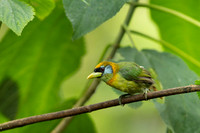 Red-headed Barbet
