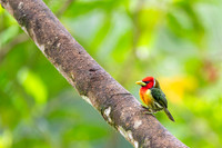 Red-headed Barbet