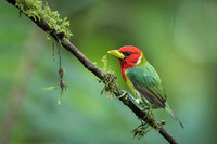 Red-headed Barbet