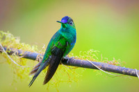 Violet-fronted brilliant