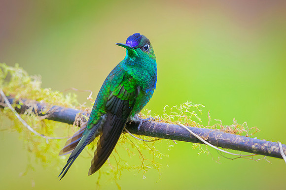 Violet-fronted brilliant