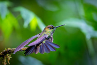 Violet-fronted brilliant