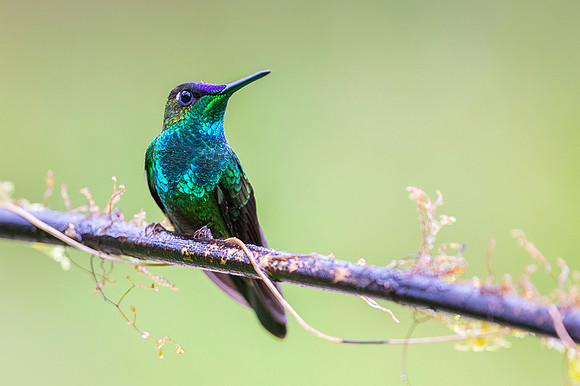 Violet-fronted brilliant