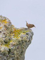 Pacific Wren