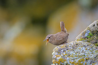 Pacific Wren