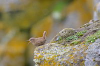 Pacific Wren