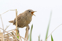 Pacific Wren