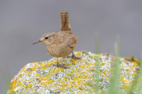 Pacific Wren