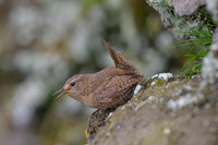 Pacific Wren