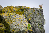 Pacific Wren