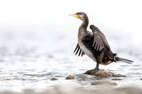 Great cormorant / Kormoran