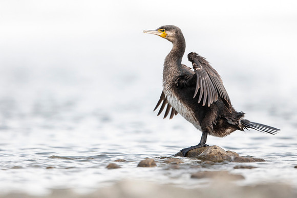 Great cormorant / Kormoran