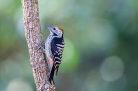 Brown fronted woodpecker