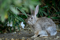 Desert cottontail