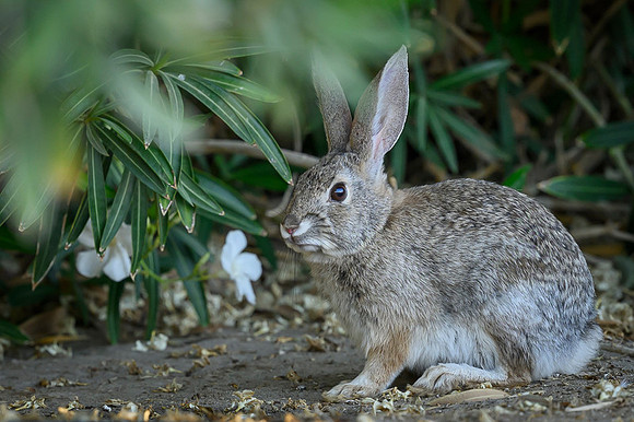 Desert cottontail