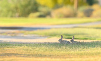 Desert cottontail