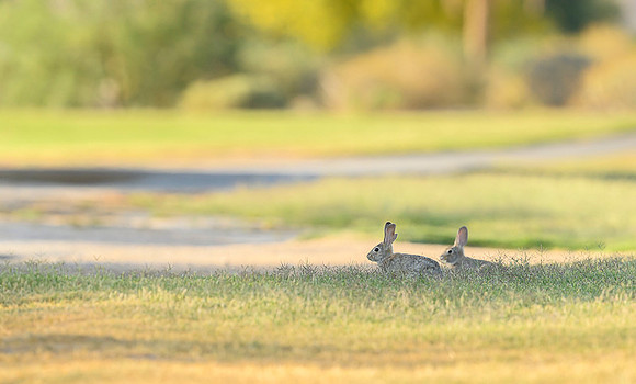 Desert cottontail