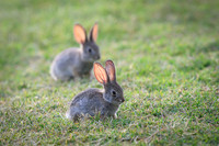 Desert cottontail
