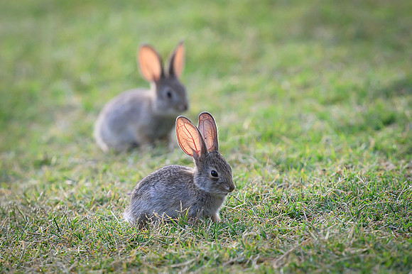 Desert cottontail