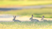 Desert cottontail