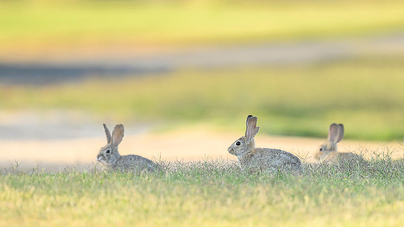Desert cottontail