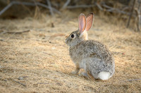 Desert cottontail