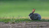 Desert cottontail