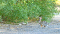 Desert cottontail