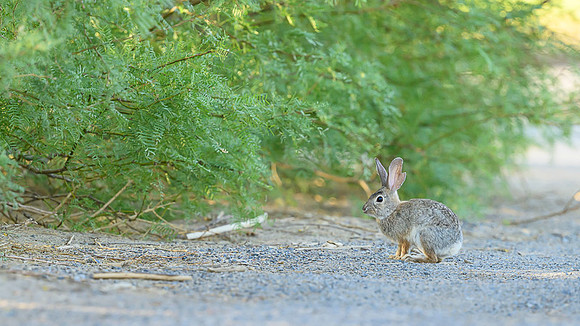 Desert cottontail
