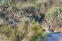 Desert cottontail