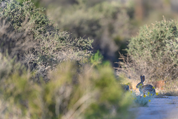 Desert cottontail