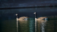 Canada goose