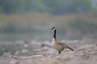Canada goose