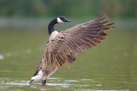 Canada goose