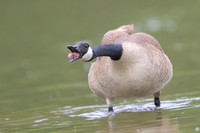 Canada goose