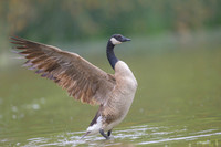 Canada goose