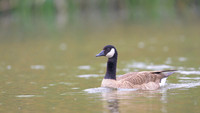 Canada goose