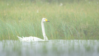 Whooper Swan / Łabędź krzykliwy